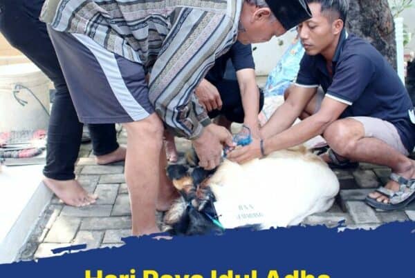 Penyembelihan dan Pembagian Daging Hewan Kurban saat Idul Adha 1443 H Tahun 2021
